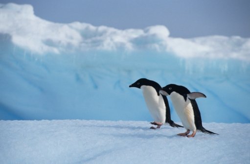 adelie penguins ice