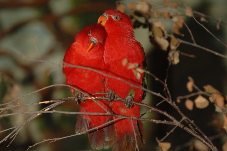 lovebirds agapornis fischeri