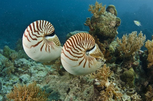 two nautilus swimming coral reef