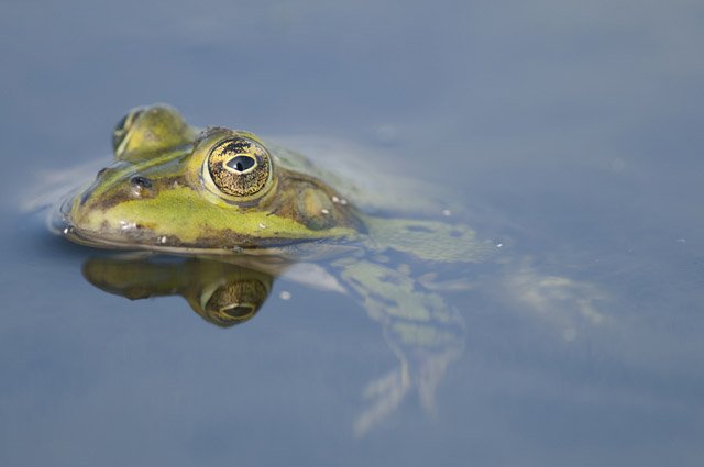 underwater frog