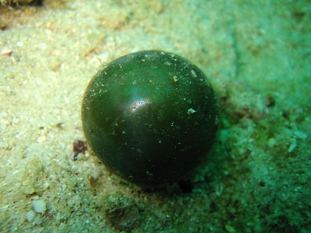 valonia_ventricosa_kinobe Sailors’ Eyeballs, Bubble Algae, Valonia ventricosa