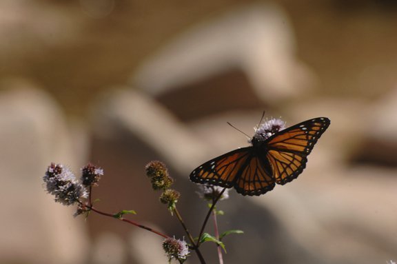 viceroy butterfly
