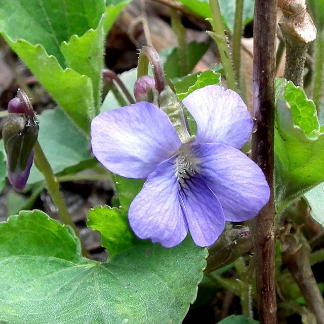 viola sororia, woolly blue violet, common blue violet