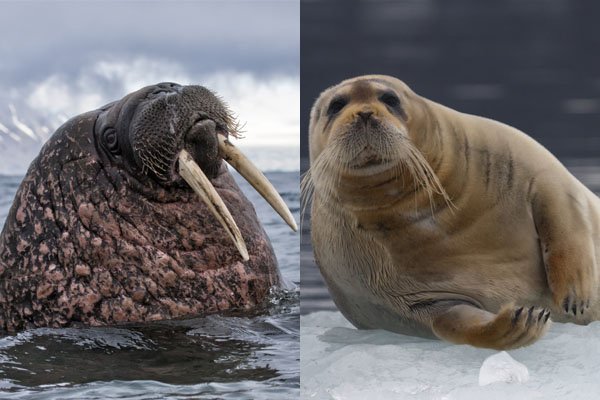 walrus and bearded seals