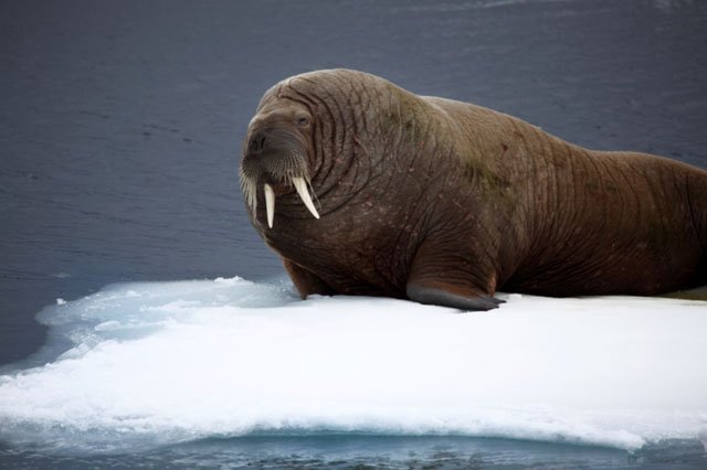walrus ice floe 