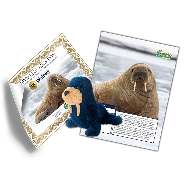 Walrus
