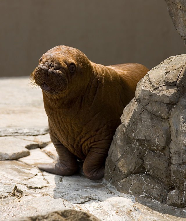 baby walrus