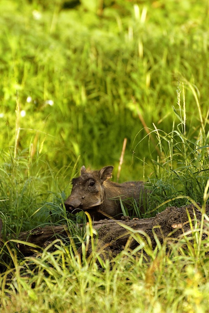 Baby Warthog