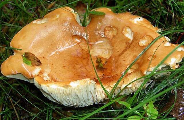 weeping milk cap, mushroom
