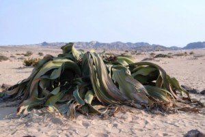 welwitschia mirabilis