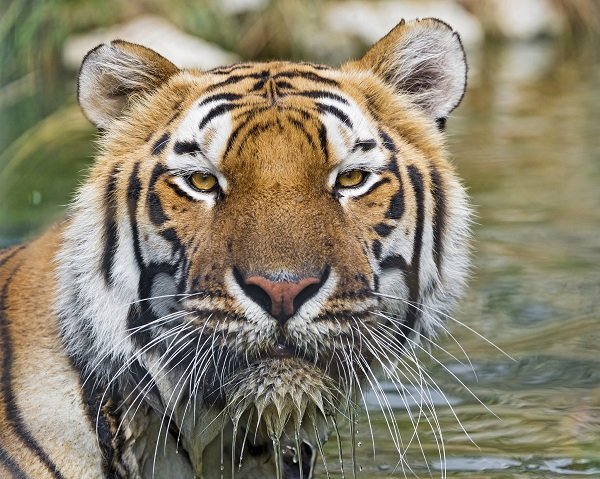 wet tiger