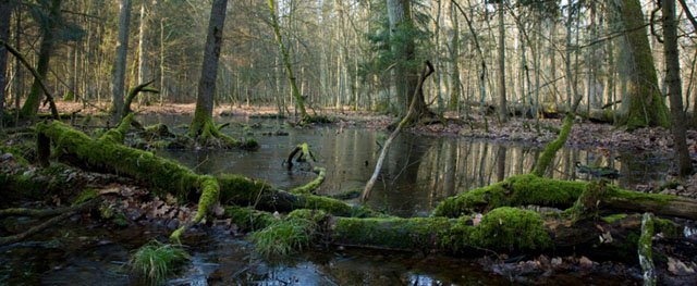 wetland