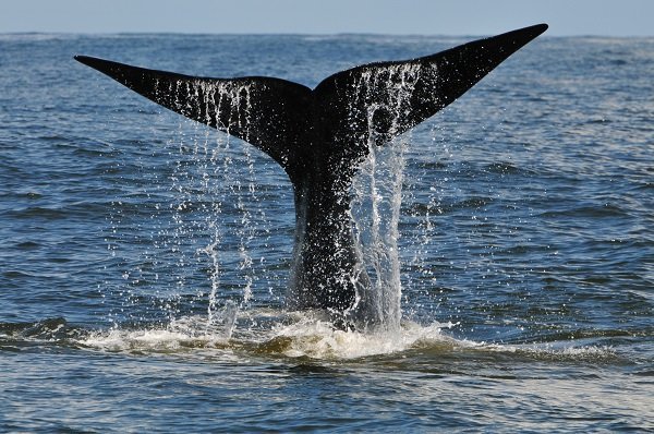 whale tale
