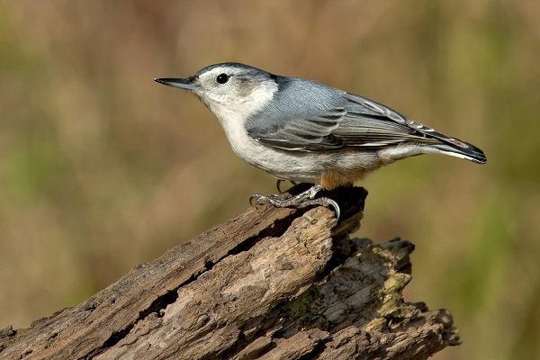 white breasted nuthatch