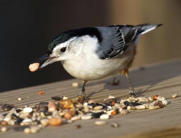 white brested nuthatch