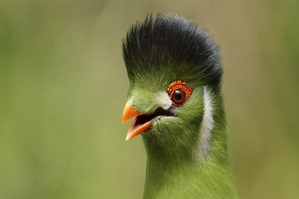 Top Ten Birds with Cool Hairstyles