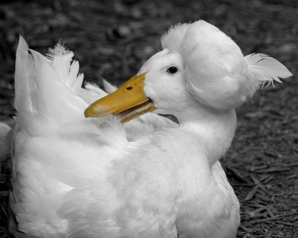 White duck with a feather in her cap