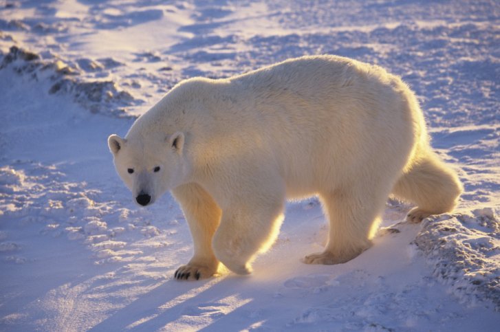 White Polar Bear polar bear