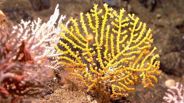 white stylaster and yellow octocoral