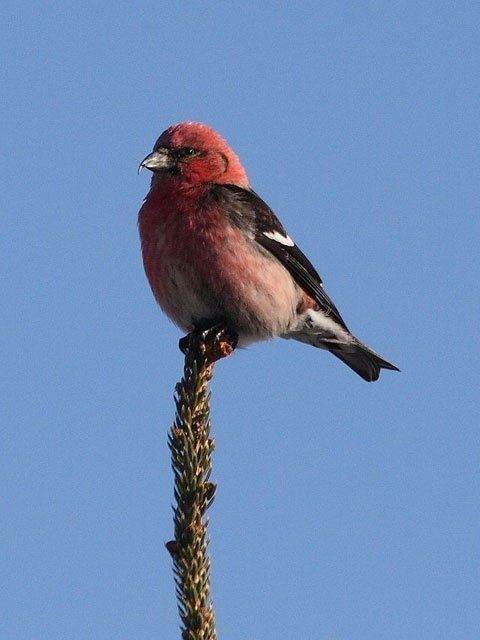 white winged crossbill, two-barred crossbill