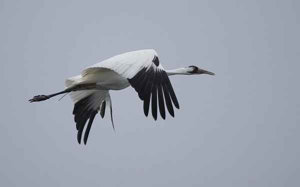 Whooping crane flying