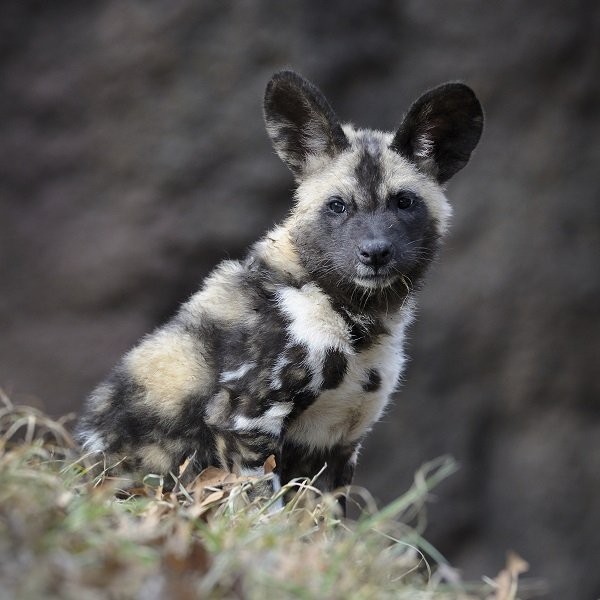 wild dog pup