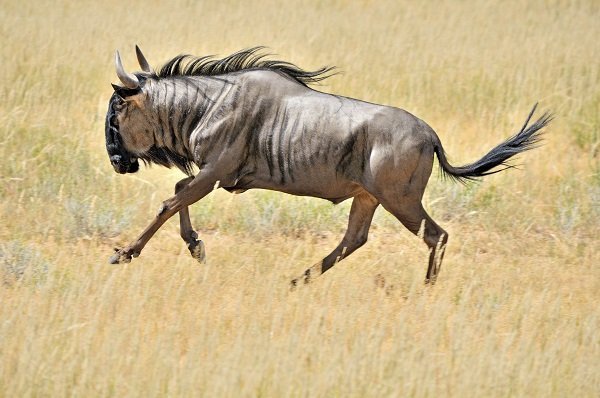 Blue Wildebeest running