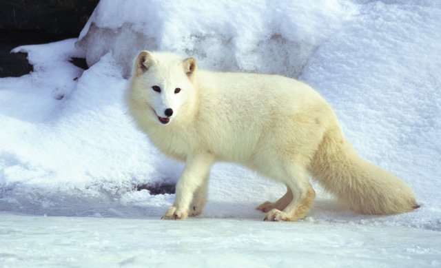 arctic fox winter coat arctic fox