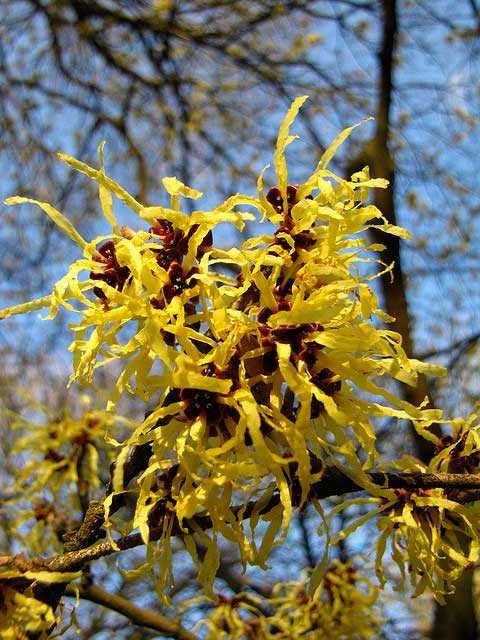Witch Hazel, hamamelis