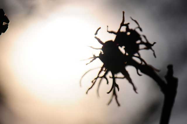 Witch Hazel, silhouette, hamamelis