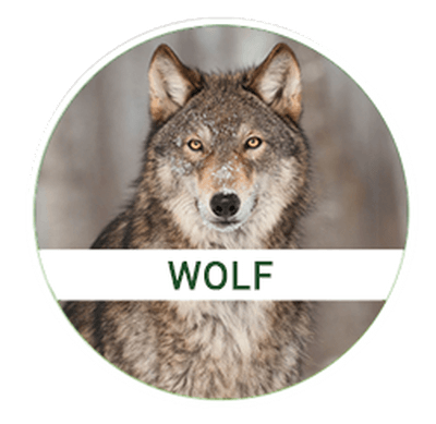 wolf-1