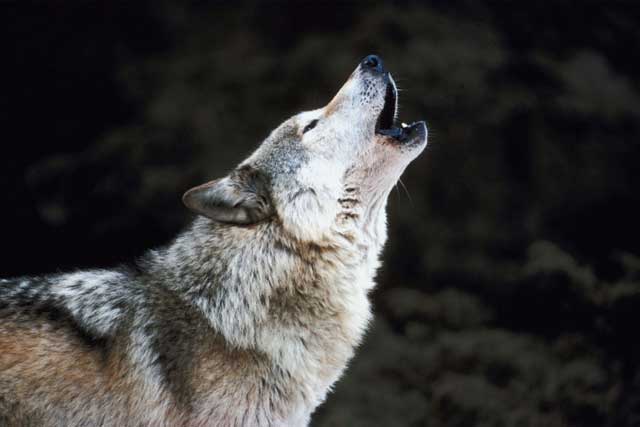 wolf
