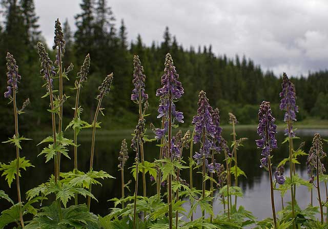 Wolfsbane, aconitum lycoctonum