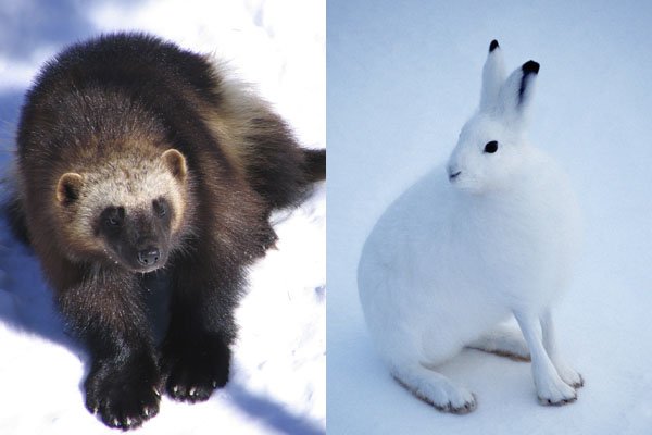 wolverine and Arctic hare