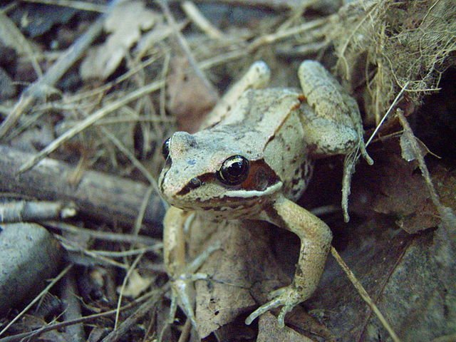 wood frog