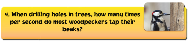 woodpecker-1