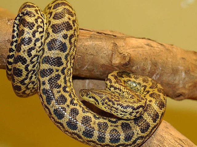 yellow_anaconda yellow anaconda, eunectes notaeus