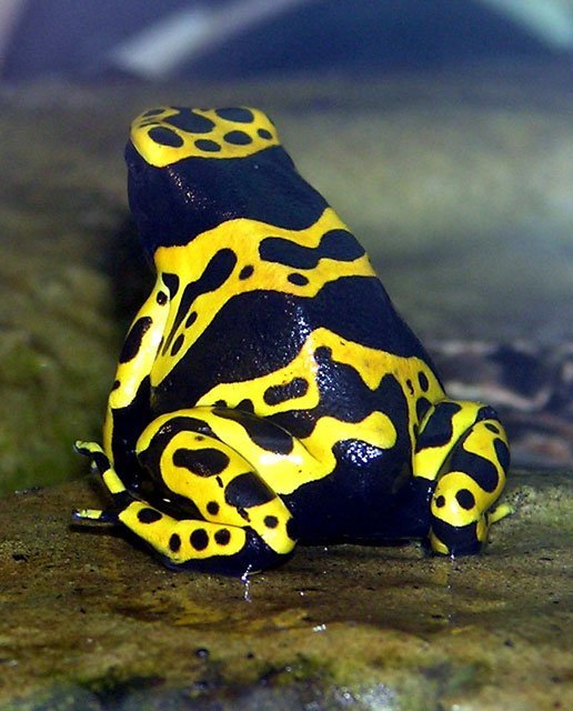 Yellow Banded Poison Dart Frog, yellow, black, frog, spots, Dendrobates leucomelas