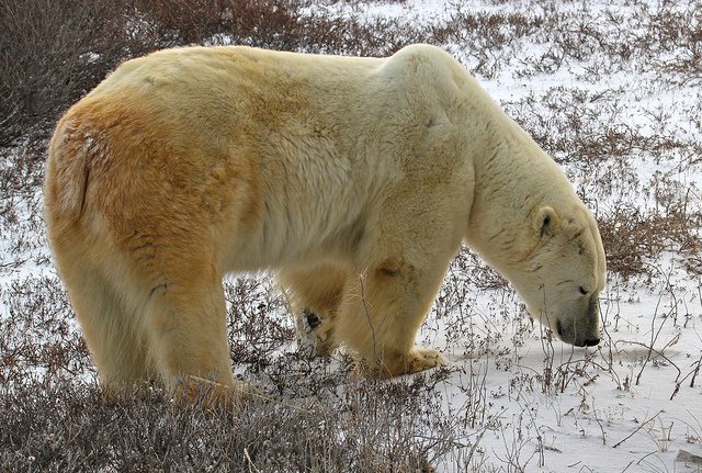 Yellow Polar bear Yellow Polar bear