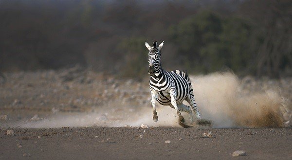 zebra running