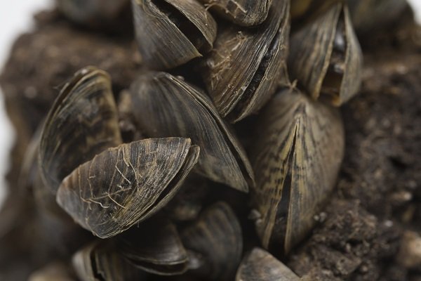 zebra mussels