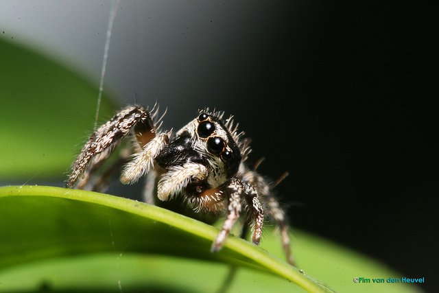 Zebra spider Zebra spider, Salticus scenicus
