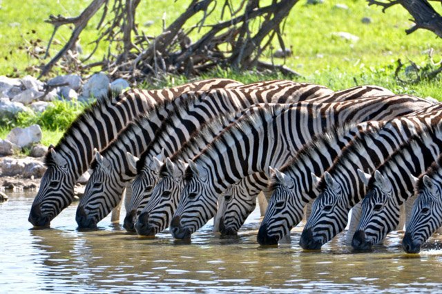 zebra_stripes2