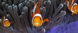 The Best Wildlife Pictures of 2017