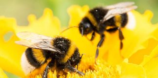 The Bumblebee Lifecycle