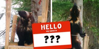 Wolverine name game: the final round!!