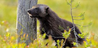 Conservation Council, the results are IN! INTRODUCING….