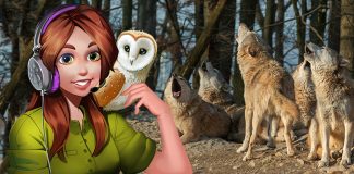 Podcast: The Search for the Big Bad Wolf