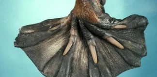 Top Ten Coolest Animal Feet