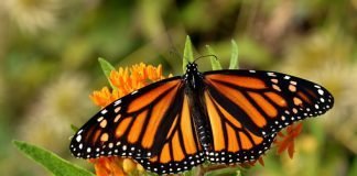 Monarchs: Mega migrators that need your help!
